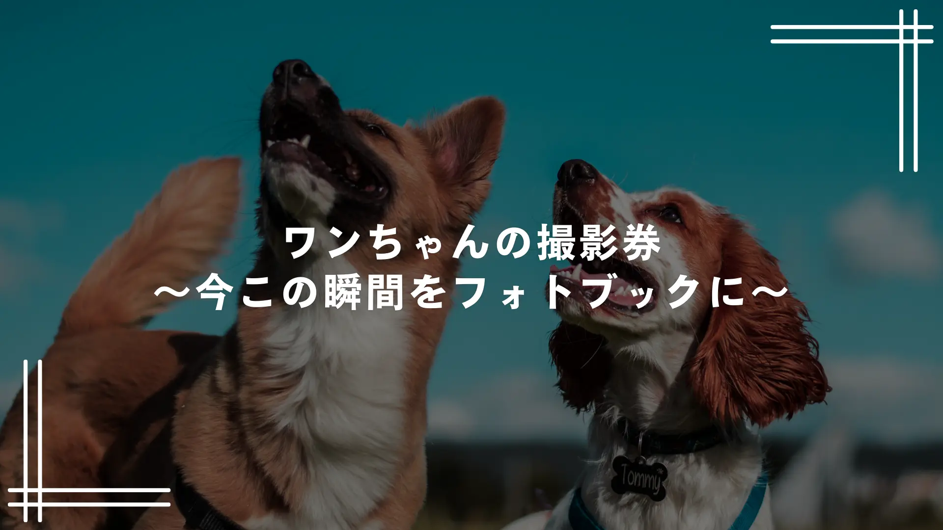 ワンちゃんの撮影券〜今この瞬間をフォトブックに〜のサムネイル