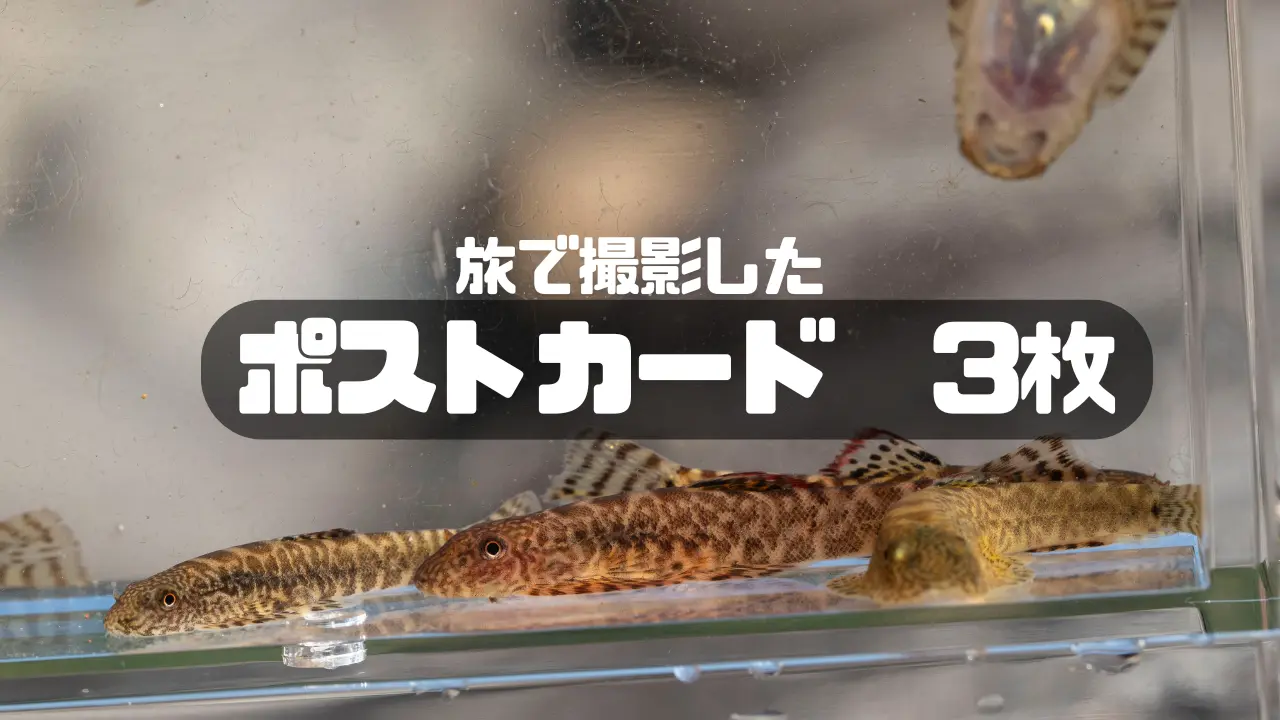 ポストカード 3枚のサムネイル